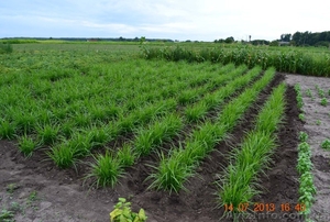 Продам земляной миндаль чуфа #997888