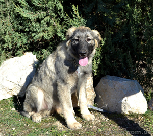 Шарпланинская овчарка! Великолепные щенки уникальной служебной породы #995466