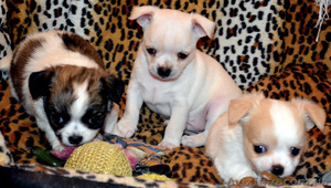 Щеночки чихуахуа мальчики #987205