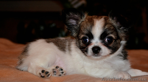 щеночки мини чихуахуа  #999967