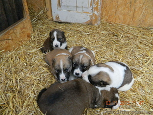 щенки среднеазиатской овчарки (Алабай)111 #987386