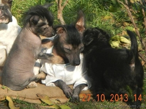 За символическую плату щенок голой собаки ксоло #993749