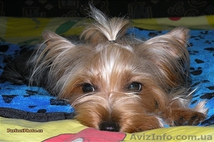 Йоркширский терьер!Девочка! #816641