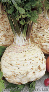 семена сельдерея Эдвард #1000197