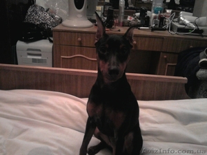 щенки цвергпинчера мини доберманчики #987025