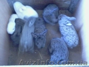 Продам месечных породистых крольчат #990012