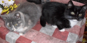 СРОЧНО ОТДАМ КОТЯТ в хорошие руки! #988014