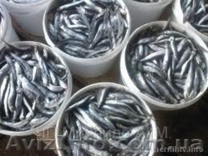 Хамса малосольная оптом #987696