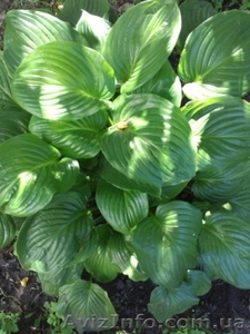 обработка сада деревьев растений. Услуги садовника #568561