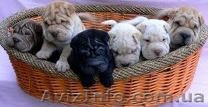 Продам щенков шар-пея,  мальчики и девочки 1 мес,  окрас белый,  рыжий цена 1500 гр #1000260