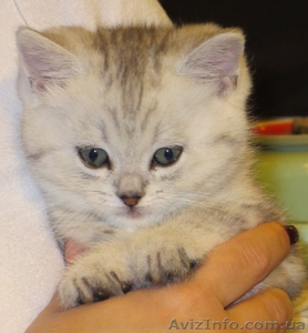 Шотландский скоттиш страйт #990276