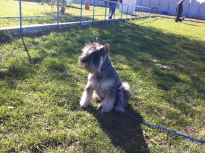 цвергшнауцер окрас перец с солью предлагается для вязки #987206