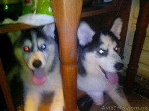 Щенки хаски голубоглазые из питомника.Срочно! #985935