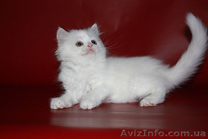 Шотландские котята страйт,  фолд,  хайленд #887002