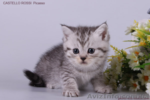 Котята британские шиншиллы и шотландские прямоухие #995500