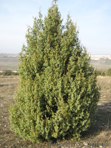 Можжевельник Колючий(Крымский).Саженцы и крупномеры. #999963