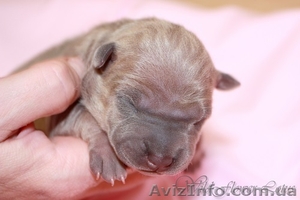 щенки Тайского Риджбека питомник 