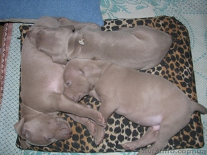 Веймаранер. Щенки (Серебряный призрак) #122874