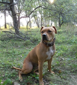 Щенки  Ам Стафф #998577