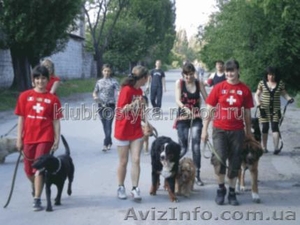 Продажа собак,  щенков любых пород и возрастов. #996665