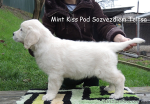 Золотистый ретривер - щенки! Вязка в Финляндии! #992943