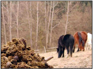 Конский навоз уникальное природное удобрение! #990533