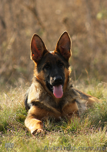 Подрощенные щенки немецкой овчарки из питомника ищут дом #990180