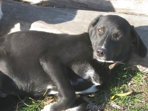 Отдам щенка. Имя Блэк. #994162