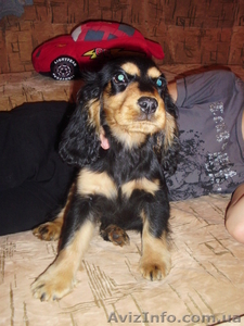 Спаниельчик английский #997495