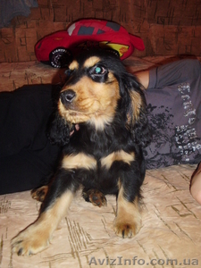 Девочка английского кокер-спаниельчика #997497