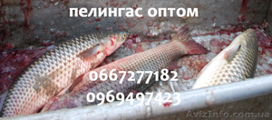 Пеленгас с/м и охлажденный #987692