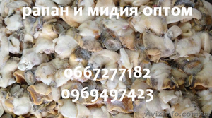 Рапан и мидия оптом #987693