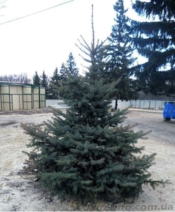 Распродажа!!!! Продам ель голубую,  ель зеленую!!! #1001007