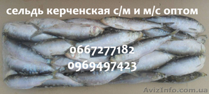 Сельдь керченская с/м и м/с оптом #987695