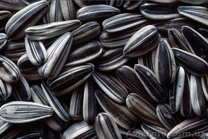 Продам семечку кондитерскую,  сорт лакомка #999056