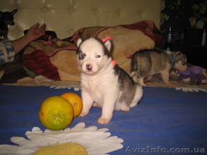 Продам шикарных щенков Сибирской Хаски #999299