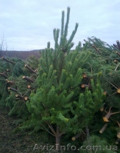 бирки для елок,  сосна новогодняя 2011 бирки,  бирки на елки,  елки с бирками,  елка #995266