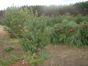 продам новогодние сосны #992560