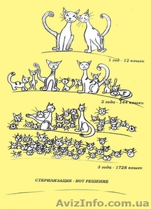 Стерилизация животных по льготам #993477