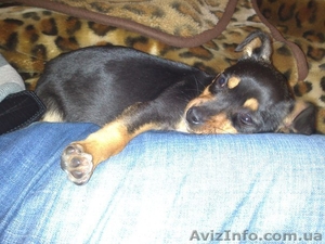 продам той -терьерчика #986977