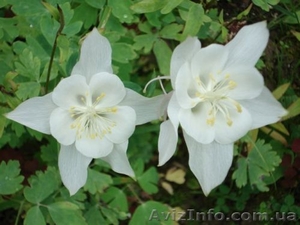 водосбор белый 	 #986599