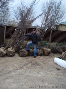 Лиственные растения крупномеры. ( h 2. 00м – h 9. 00м ) #1006008