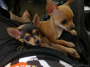 Продам подрощенных той-терьеров с КСУ док. #1003440