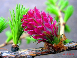 Лиственница европейская опадающая (Larix decidua) h 4.00m - h 6.00m #1005970