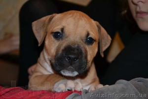  американский стаффордширский терьер #1001493