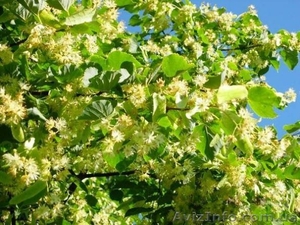 Липа крупнолистная h 3m - h 6m #1005985