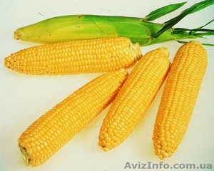 Продам семена сахарной кукурузы Брусница. #1007983