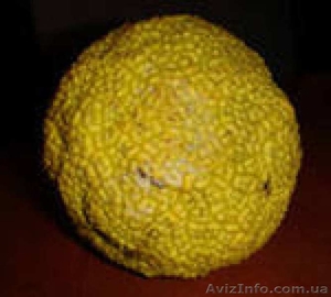 Плоды маклюры (адамово яблоко,  лжеапельсин) #1006506