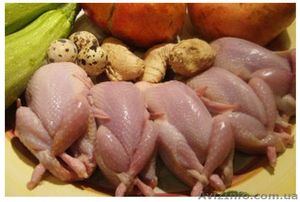 Перепелиные яйца,  мясо,  инкубационные и диетическиеяйца #1002267