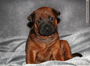 Тайский риджбек,  красные щенки #1001614